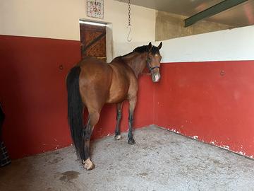 Castrone baio di 5 anni