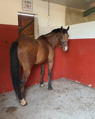 Castrone baio di 5 anni