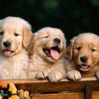 Cuccioli di Golden Retriever com il pedigree