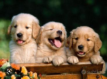 Cuccioli di Golden Retriever com il pedigree