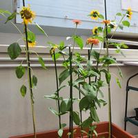 PIANTE CARNIVORE, GIRASOLI e FIORI