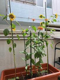 PIANTE CARNIVORE, GIRASOLI e FIORI