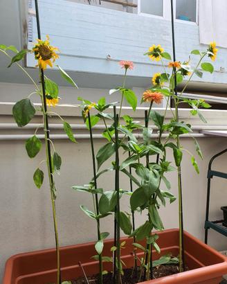 PIANTE CARNIVORE, GIRASOLI e FIORI