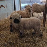 Naso Nero del Vallese