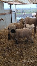 Naso Nero del Vallese