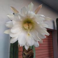 Cereus 