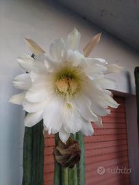 Cereus 