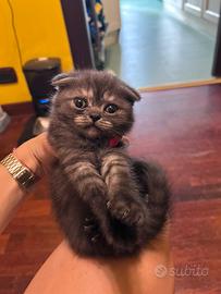 Gattino scottish fold e persiano