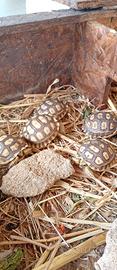 Geochelone sulcata baby