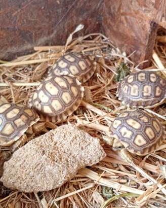 Geochelone sulcata baby