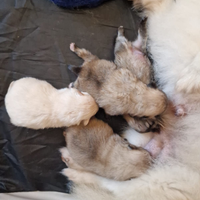 Pomerania toy Spitz tedesco nano, maschi pedigree
