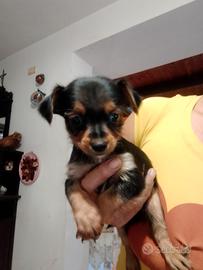 Cuccioli Yorkshire Terrier