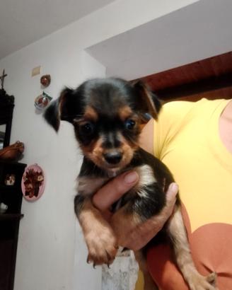 Cuccioli Yorkshire Terrier