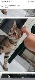 Gattina 3mesi morbida e coccolona