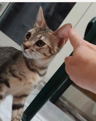 Gattina 3mesi morbida e coccolona