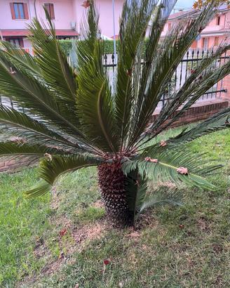 Pianta di Cycas