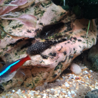 Ancistrus