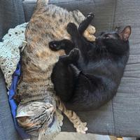 Gatti a persone affidabili