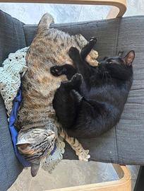 Gatti a persone affidabili