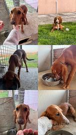 2 cuccioli maschi 6 mesi