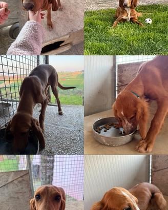 2 cuccioli maschi 6 mesi