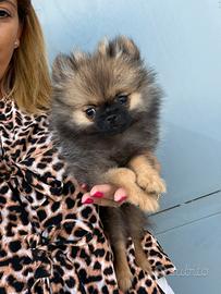 Pomerania Mini Toy