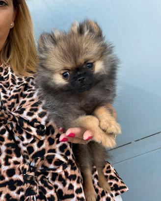 Pomerania Mini Toy