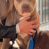 Cucciolata in arrivo