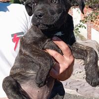 Cuccioli cane corso