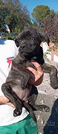 Cuccioli cane corso