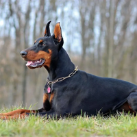 Doberman