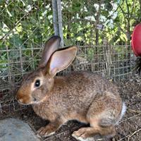 Coniglio leprino di Viterbo puro