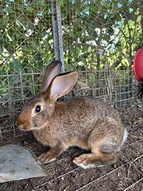 Coniglio leprino di Viterbo puro