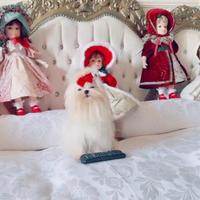 Maltese maschietto coreano