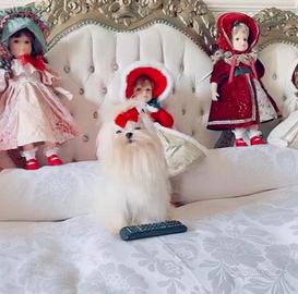 Maltese maschietto coreano