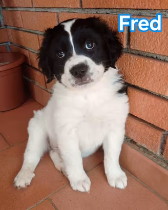 7 mix segugi 2 mesi pronta adozione