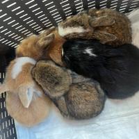 Coniglietti Ariete mini lop