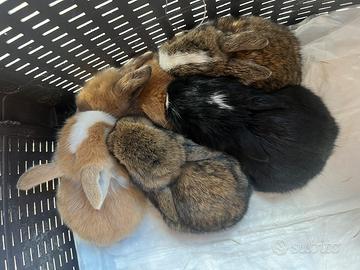 Coniglietti Ariete mini lop