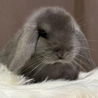 Coniglio Ariete nano