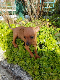 Pinscher nano rosso cervo