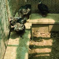 Pulcini marans, cocincina e altri
