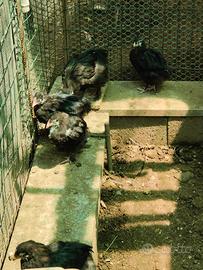 Pulcini marans, cocincina e altri