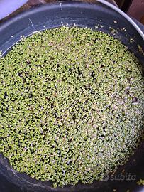 Lemna minor