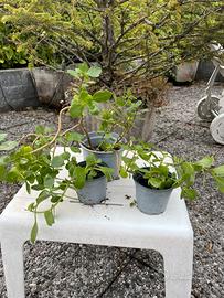 Piante Kalanchoe