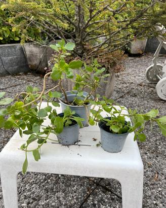 Piante Kalanchoe