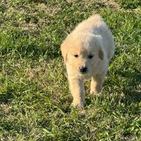 Ultimi due cuccioli di Golden Restriever