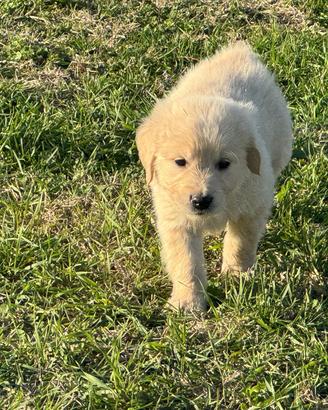 Ultimi due cuccioli di Golden Restriever