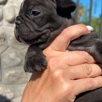 Meravigliosa cucciola Bulldog Francese esotica