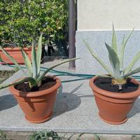 2 Piante Agave Americana 3 anni