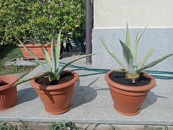 2 Piante Agave Americana 3 anni